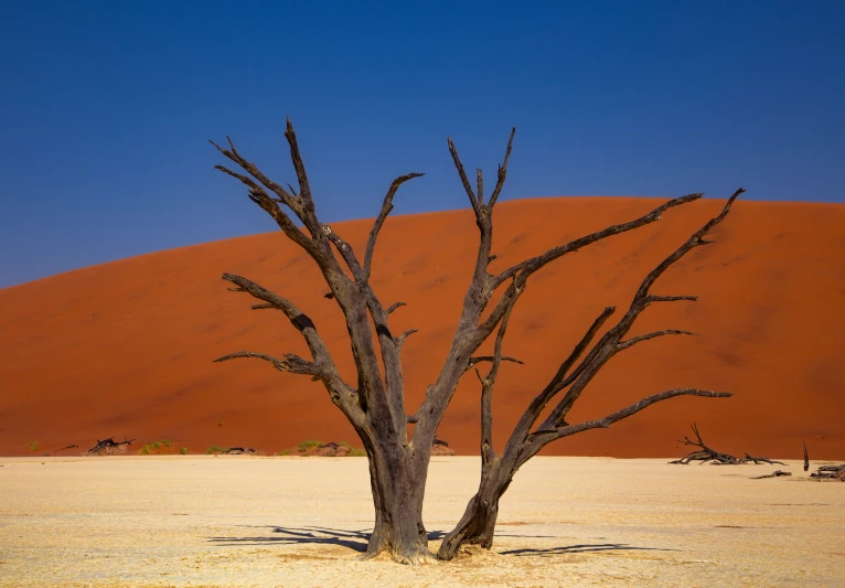 barren tree in the middle of nowhere with a desert background