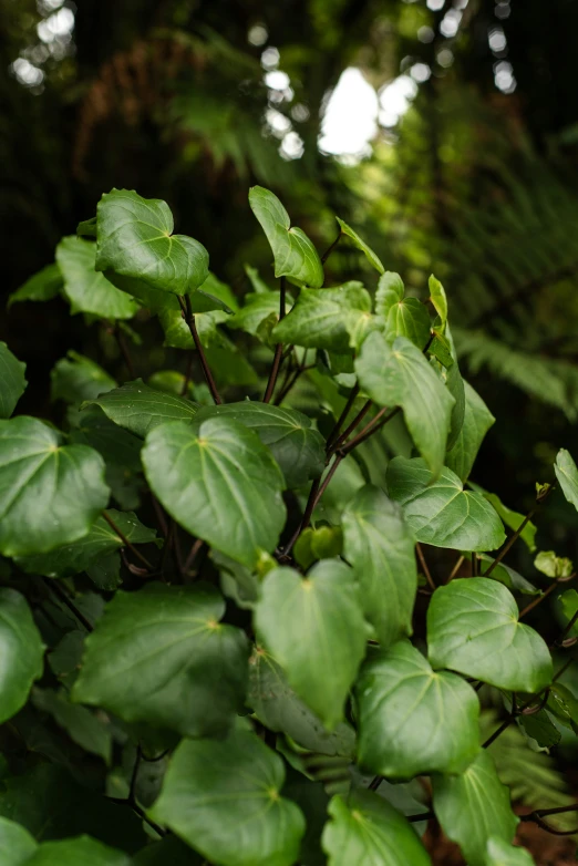 a plant that is green and has leaves