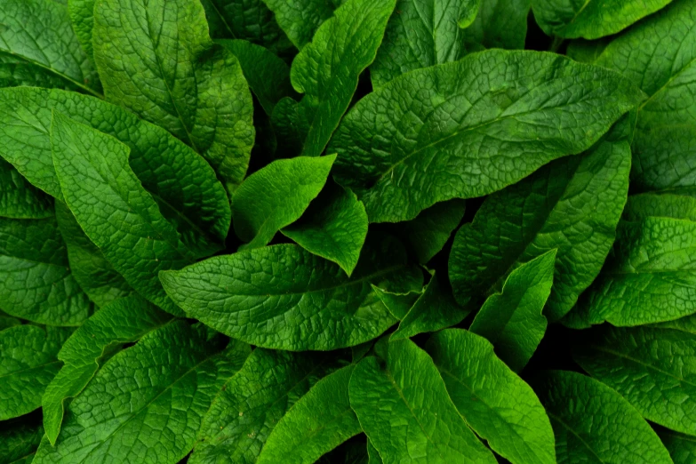 a large green leafy plant with leaves still intact