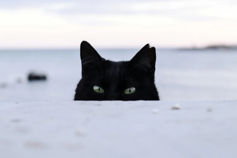 black cat looking over its side with big eyes