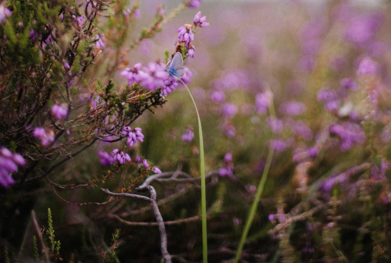 a purple plant and some small flowers