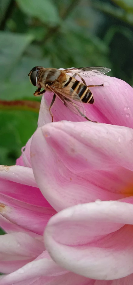 a bee sitting on top of pink flowers