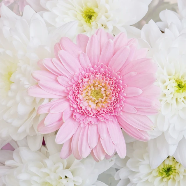 a large number of white flowers with pink center