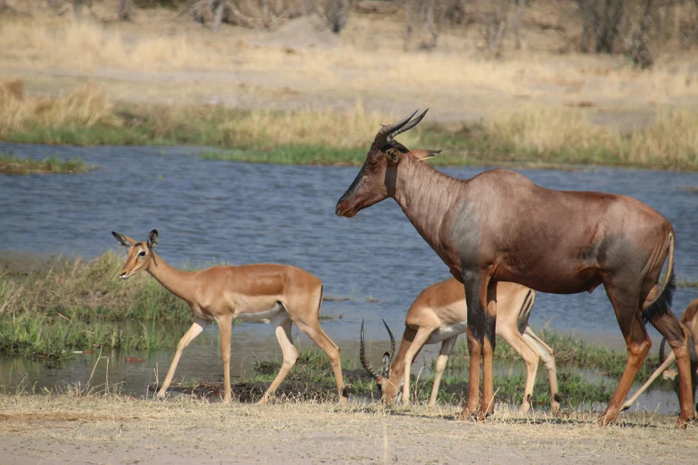 an antelope and its two fawns are standing in the grass near a river