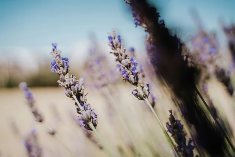 many flowers grow in a field on a clear day