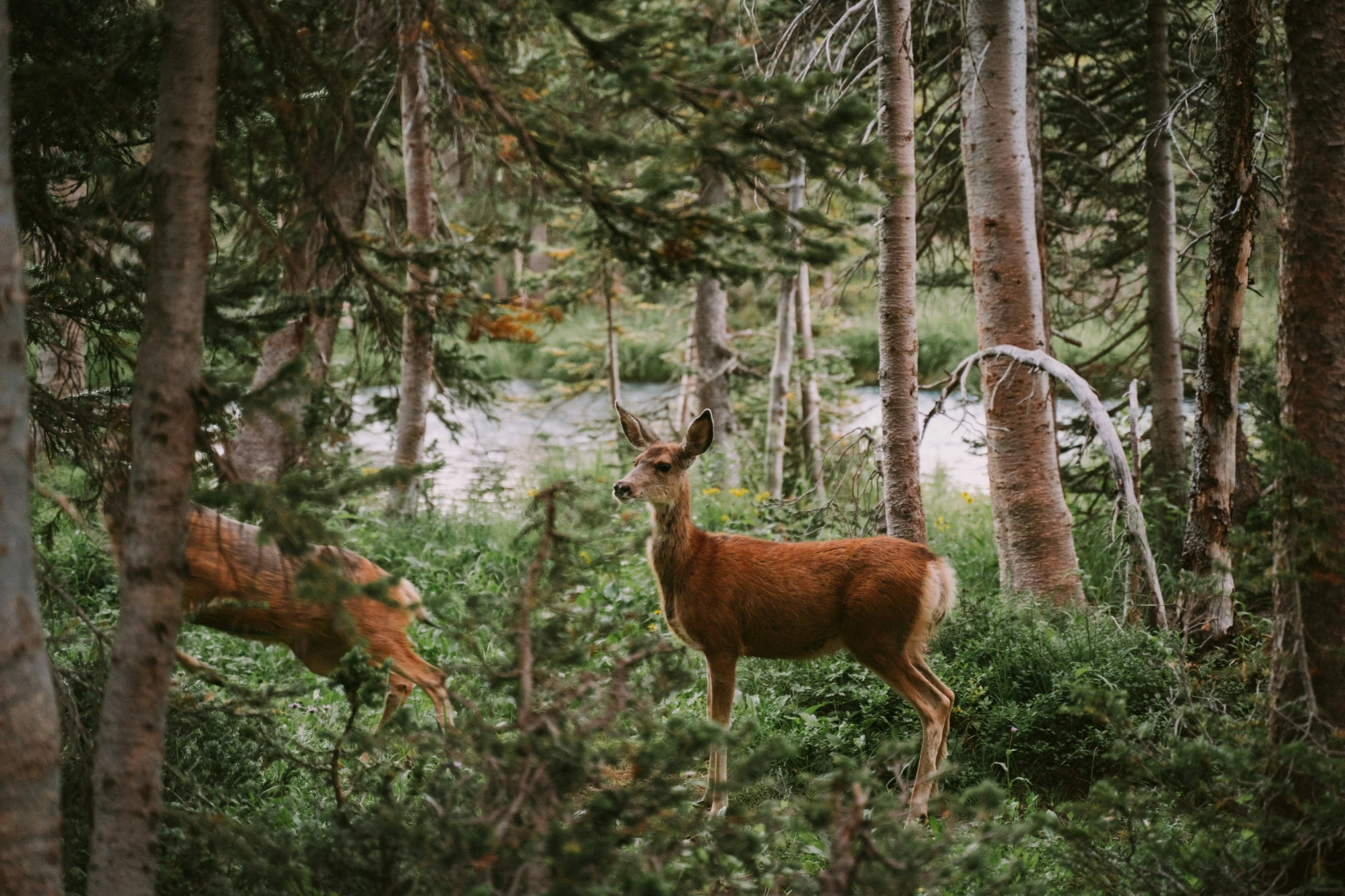 two deer stand behind some trees in a wooded area