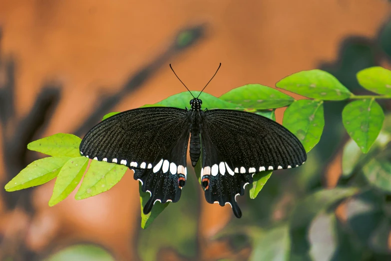 a black erfly is perched on the leaf