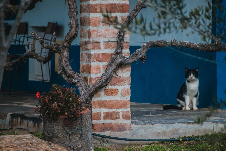 a cat sitting outside in front of a blue door