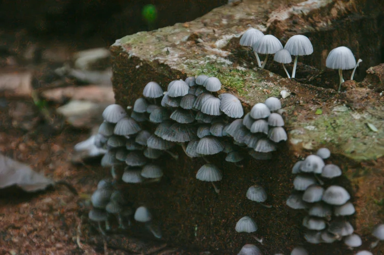 a number of mushrooms on the ground near each other