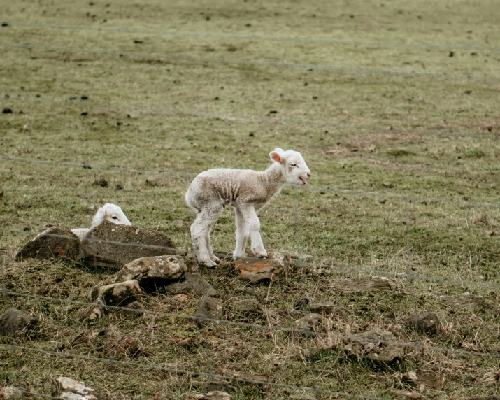 a baby sheep is standing in the grass