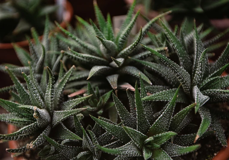 green leaves in a pot on a table