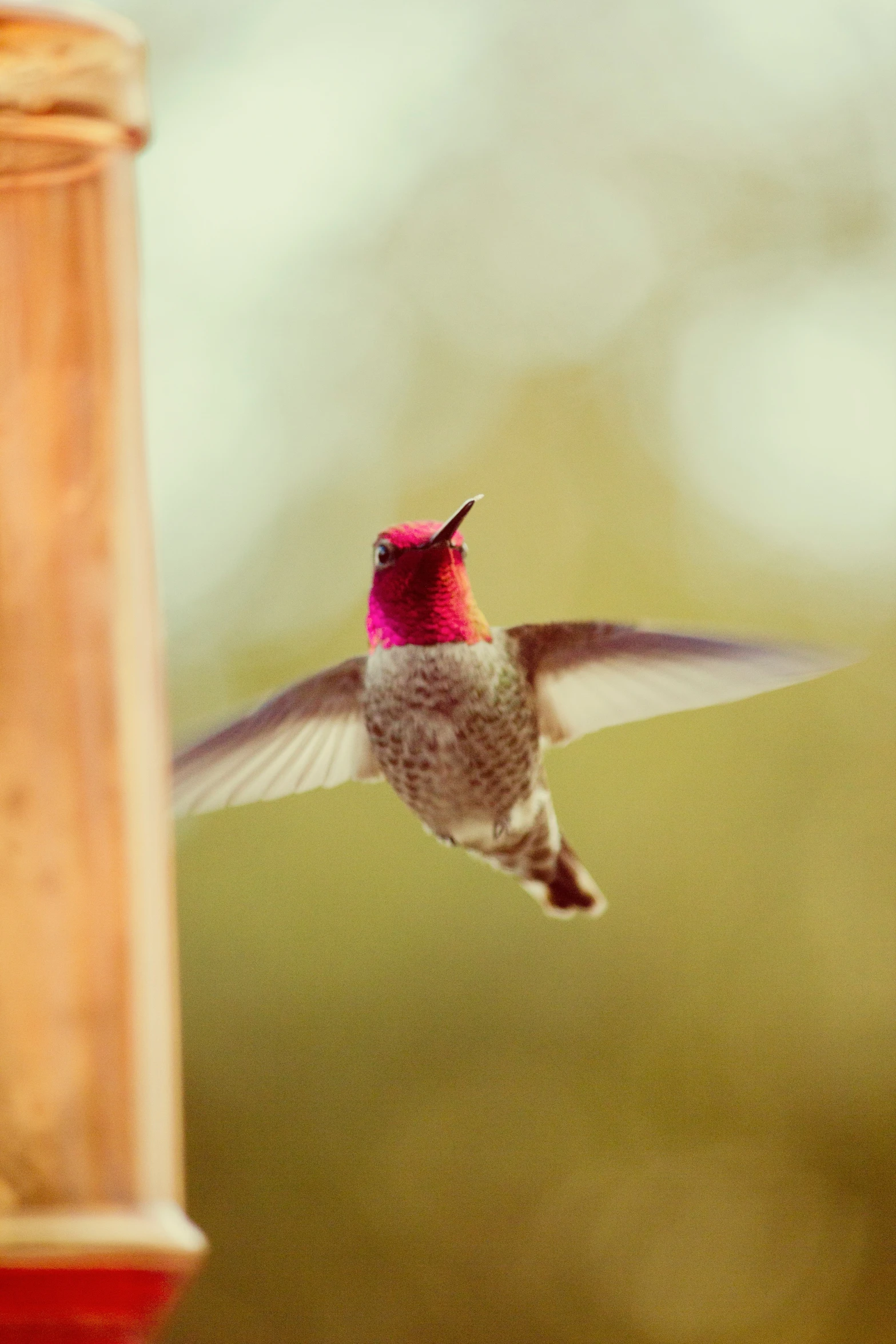 a humming bird hovering very close to the camera