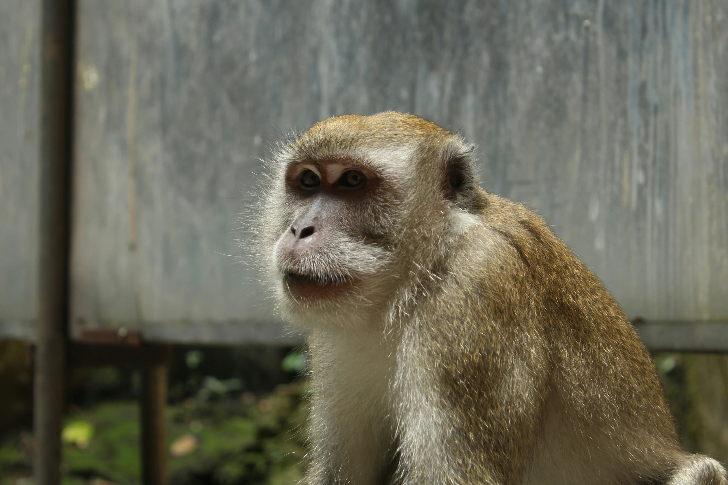 a monkey looking up to the left with its mouth open