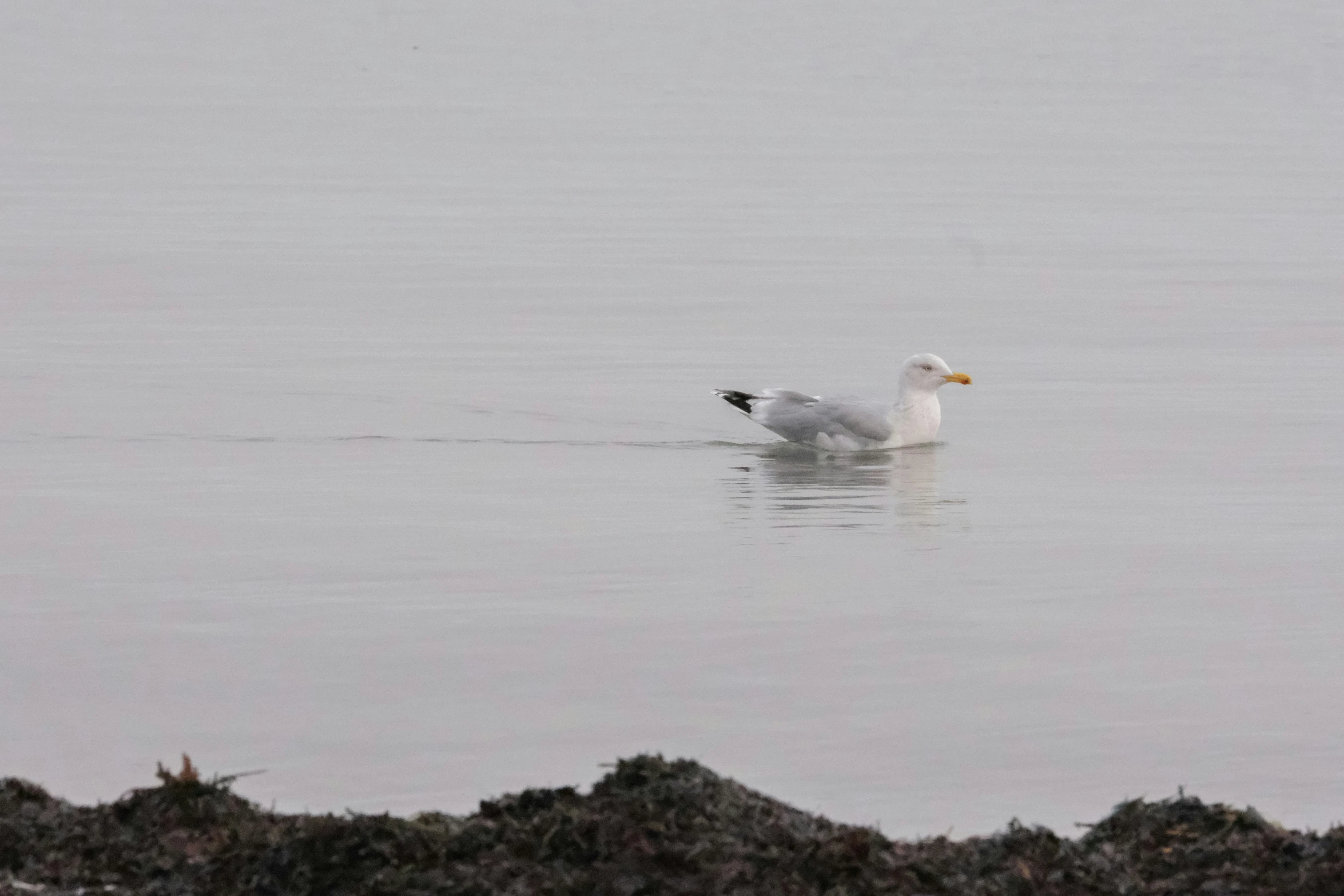 a bird is sitting in the water on a foggy day
