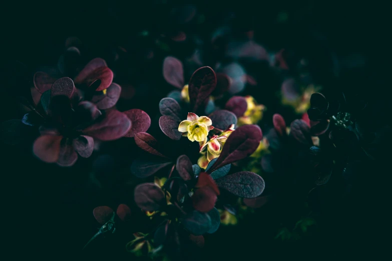 a plant with lots of purple flowers growing from it