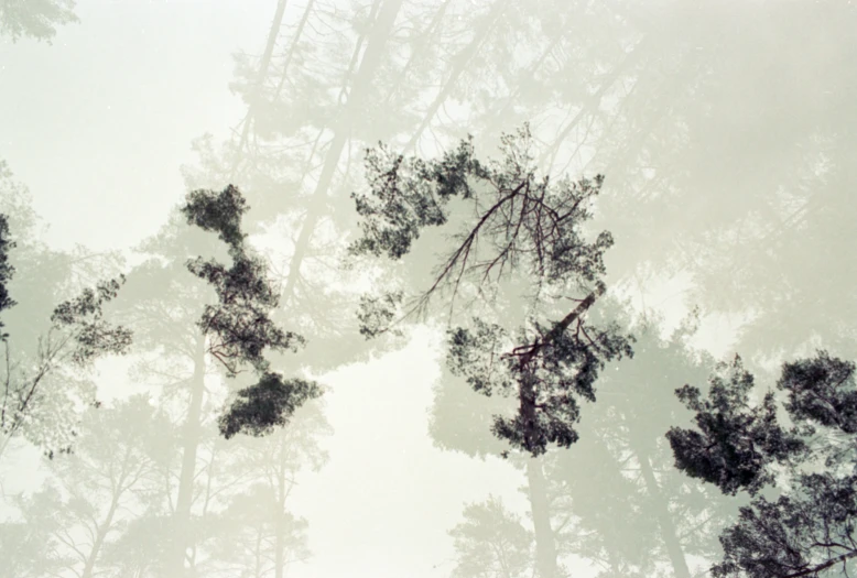 low angle view of many tall trees from up in the air