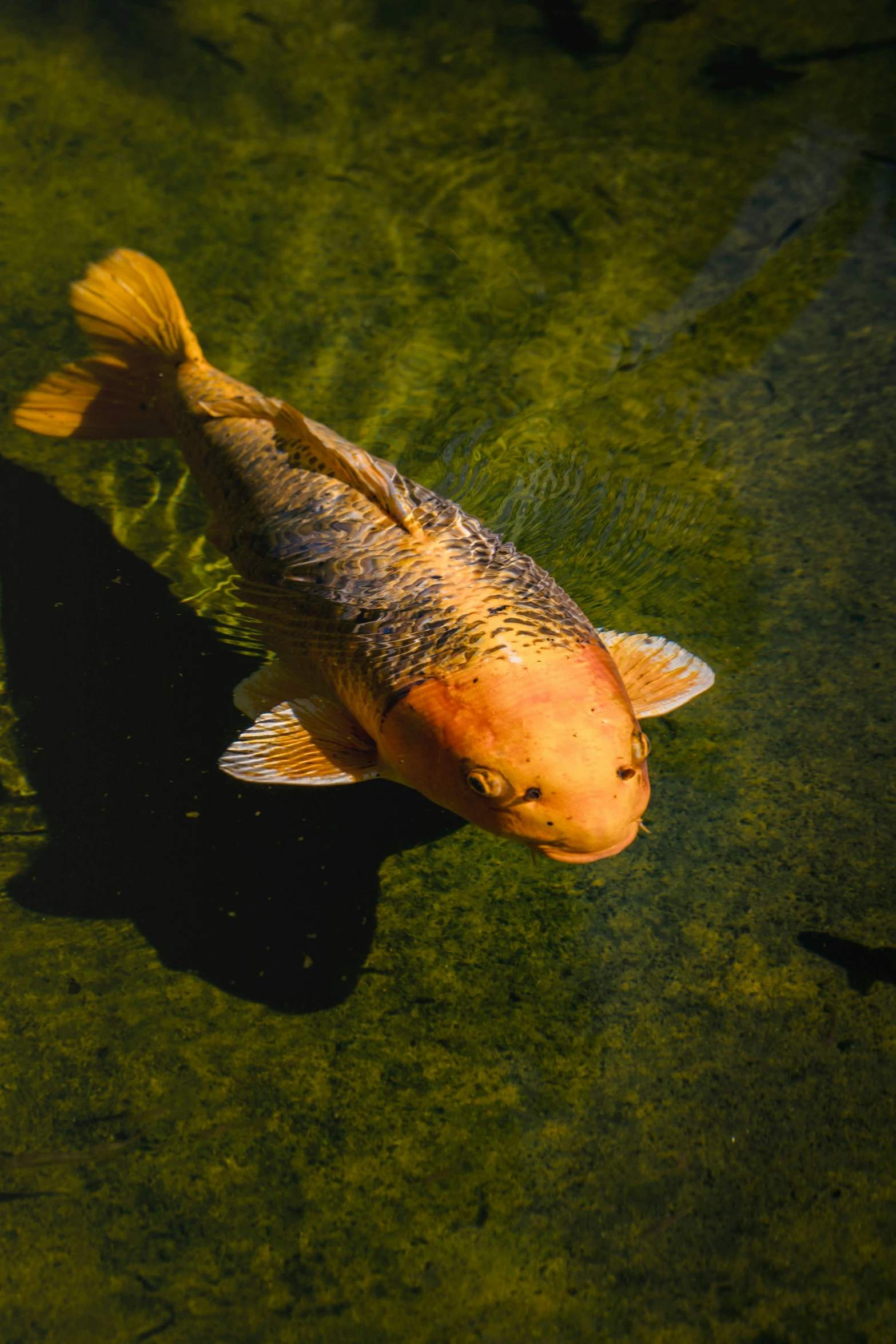 a fish with yellow fin fins is swimming through green grass