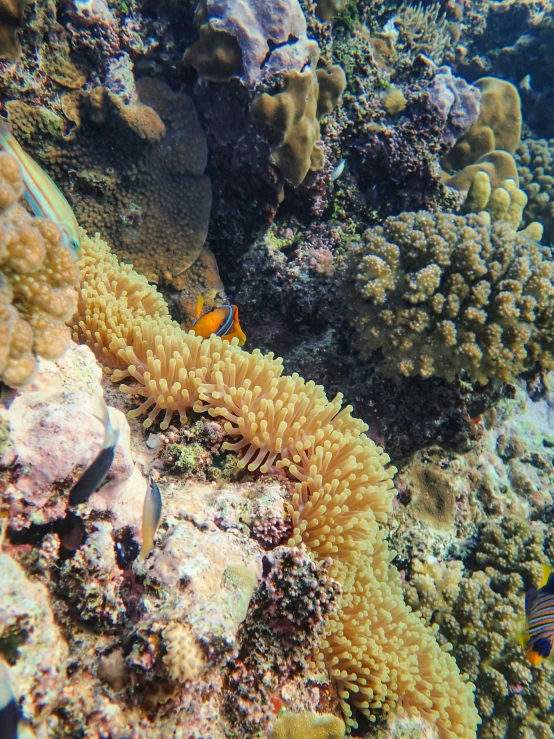 small fish swimming near some corals on a reef