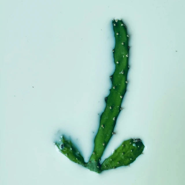 a green flower on a white background