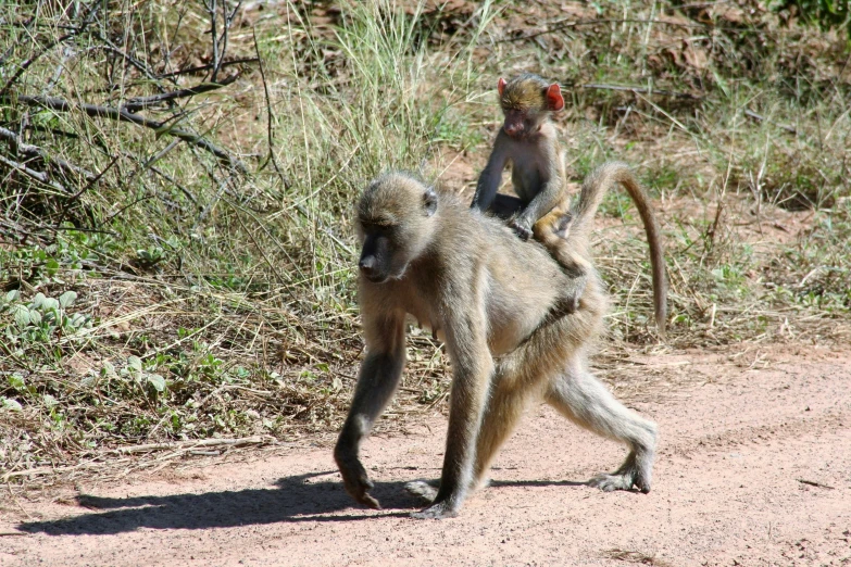 the small monkey is carrying another on its back