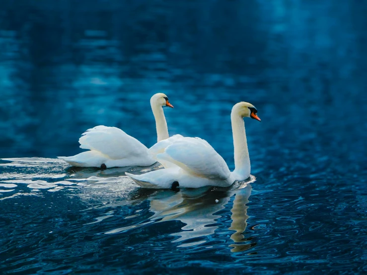 two white swans swimming on water next to each other