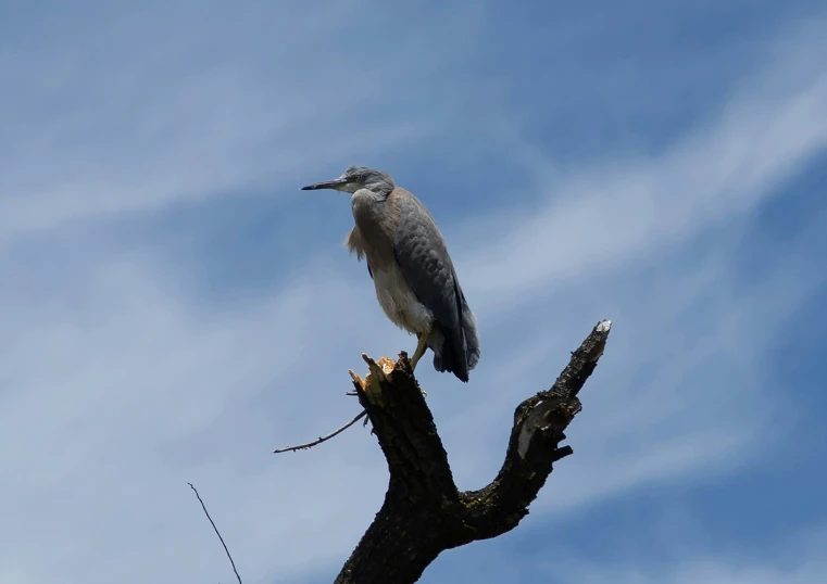 bird perched on top of a nch with sky in the background