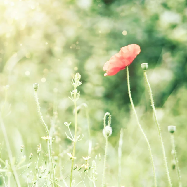 the bright red flower is on top of tall grass