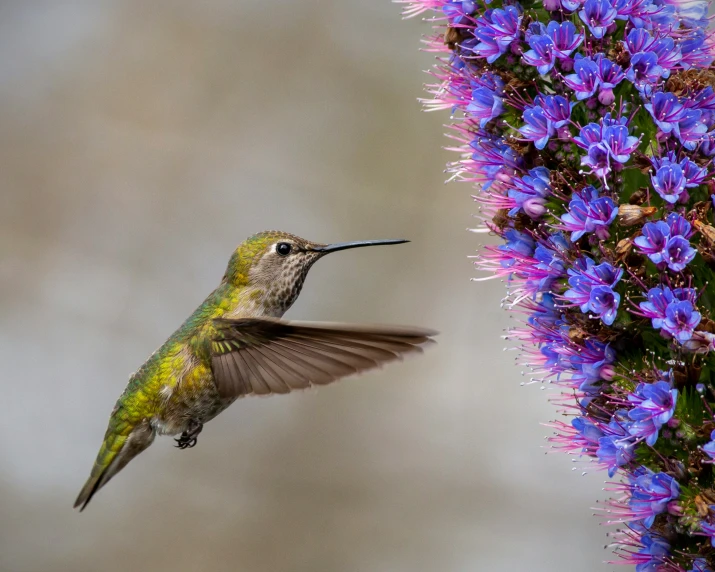 a hummingbird hovering on purple flowers and looking into its beak