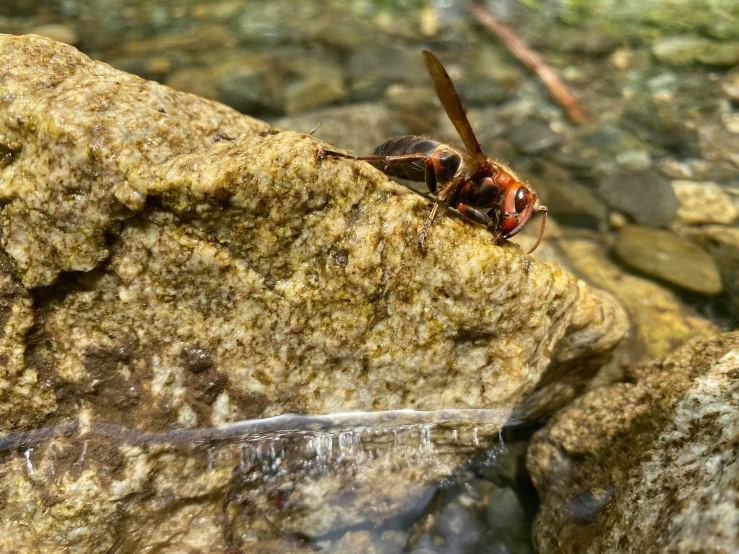 a hornet crawling on a rock in the sun