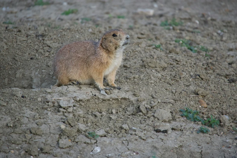 a prairie animal sitting in a stony field