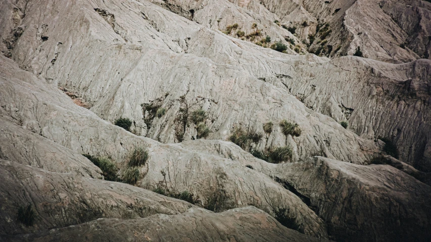 mountains are shown with sp plants growing in the s