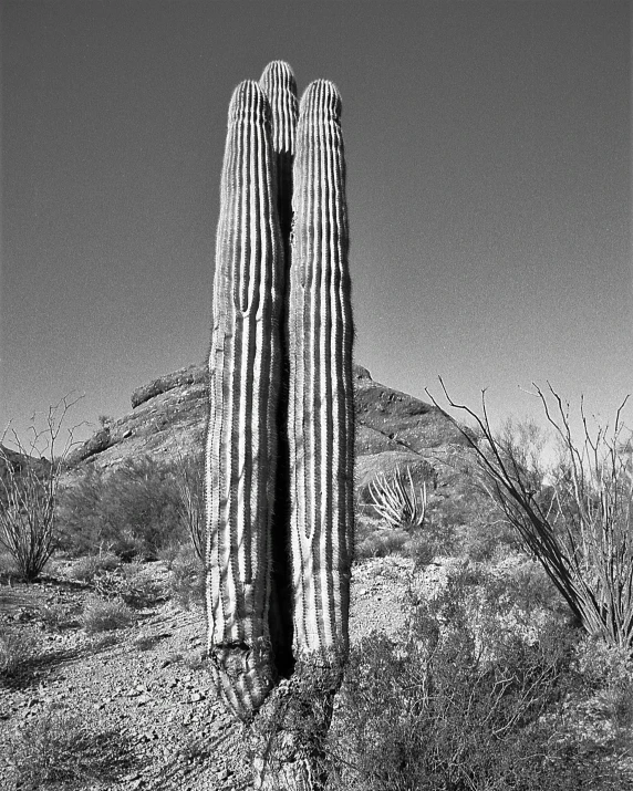 the desert with a cactus next to it