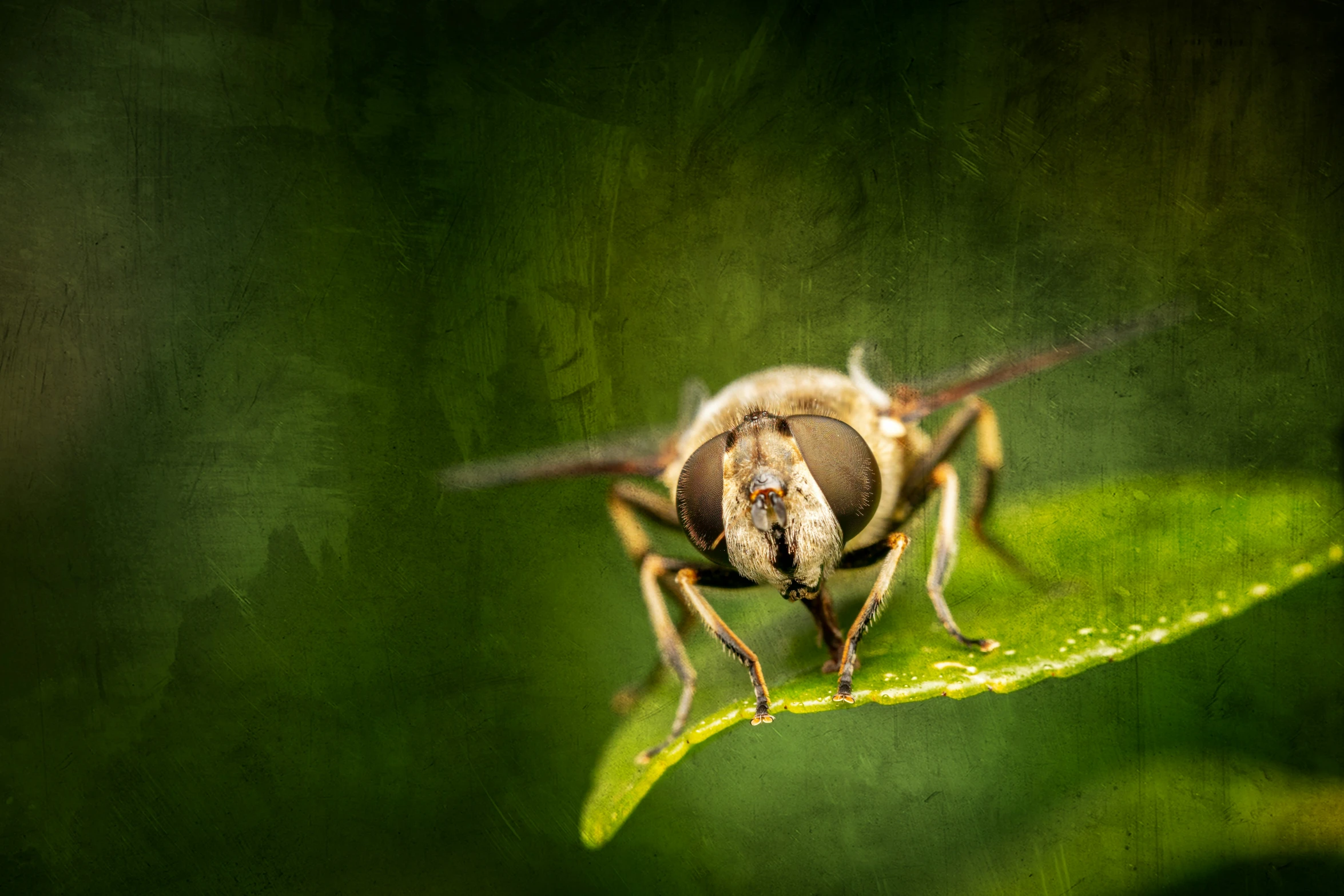 an insect is sitting on a green leaf