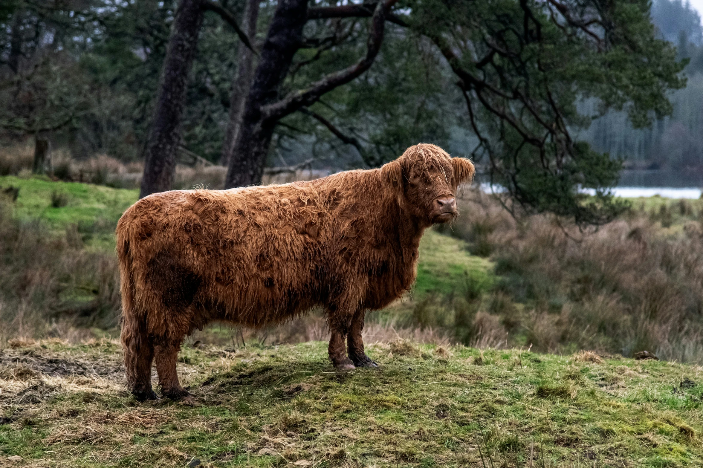 the long haired cow is standing in the grass
