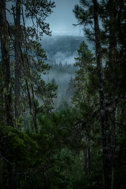 the view of mountains and forest through the pine trees in a fog