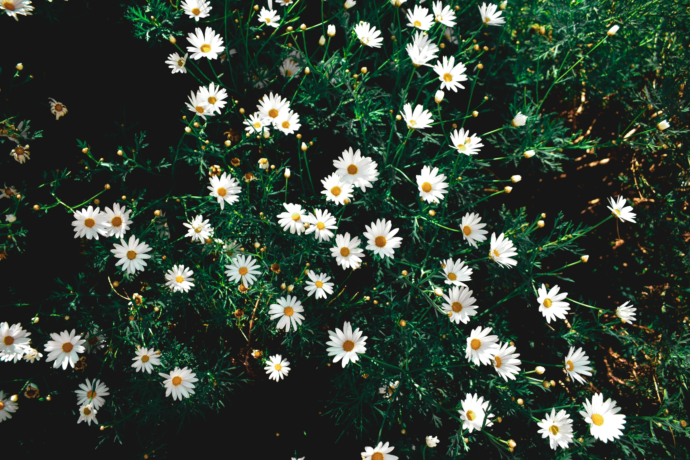 this is a black and white po of some daisies