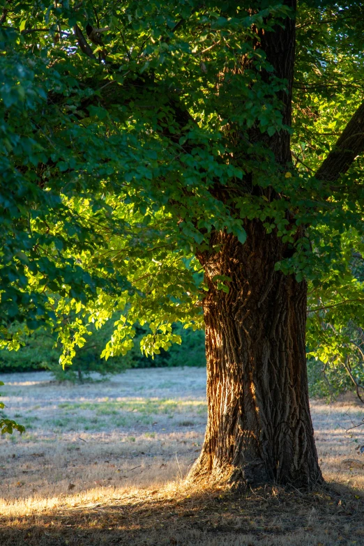 there is a very large green tree near the ground