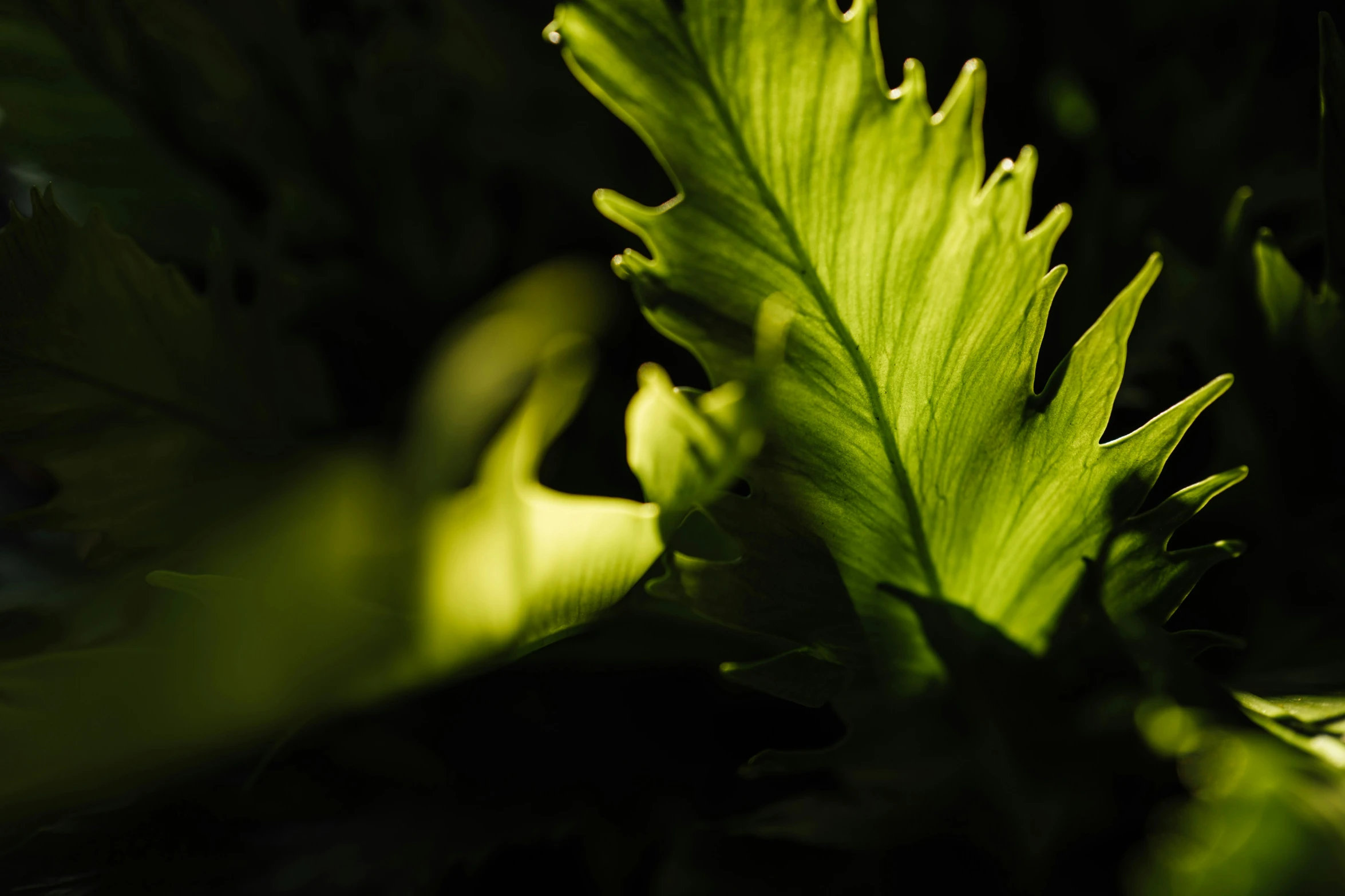 a close up of a green leaf in the dark