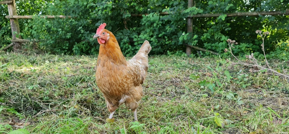 a chicken is walking along in the grass
