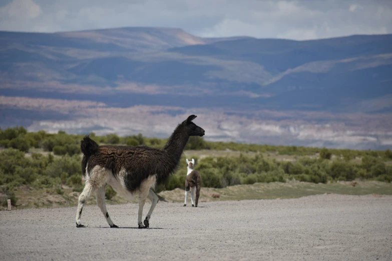 two llamas and their baby walk across a gravel road