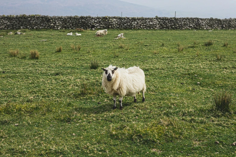 an image of a herd of sheep grazing in the grass