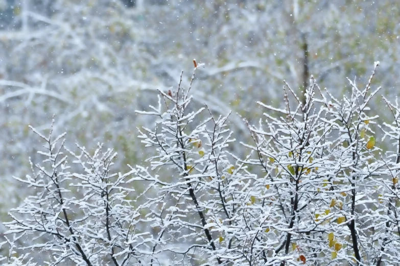 this is snow on the nches of some trees