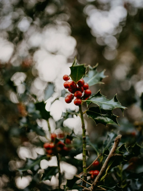 a close up s of a holly with red berries