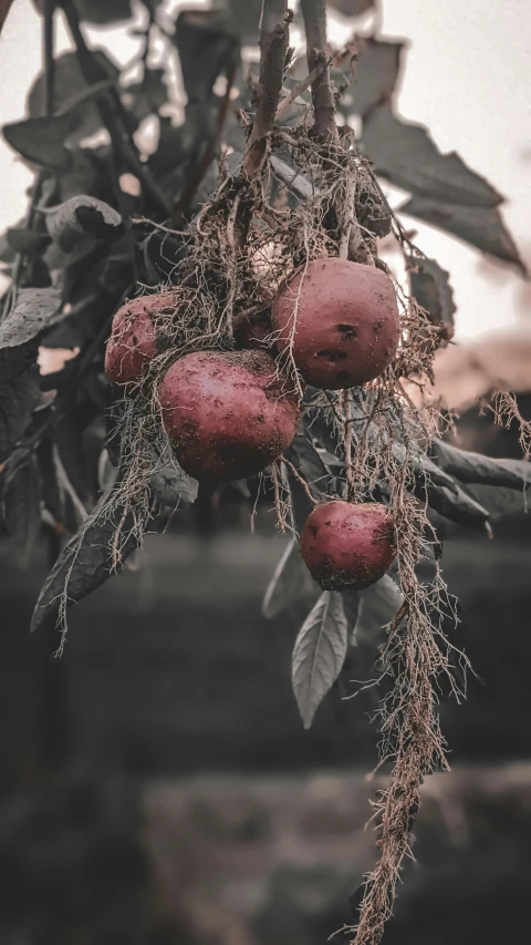 a bunch of fruits sitting on top of a tree