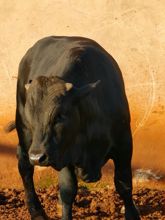 a cow standing in a dirt field, near a wall