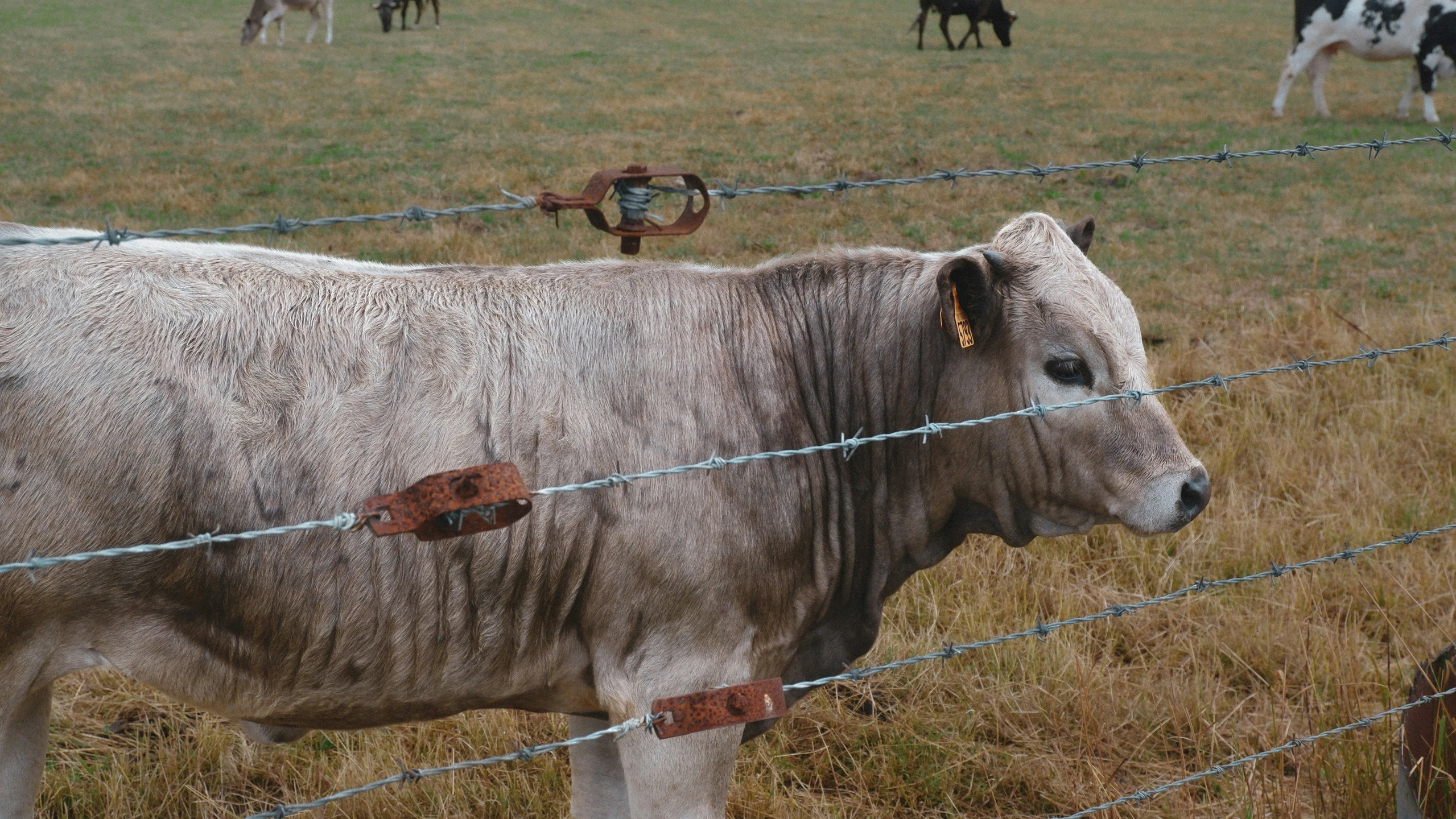 cows in a grassy field behind a fence