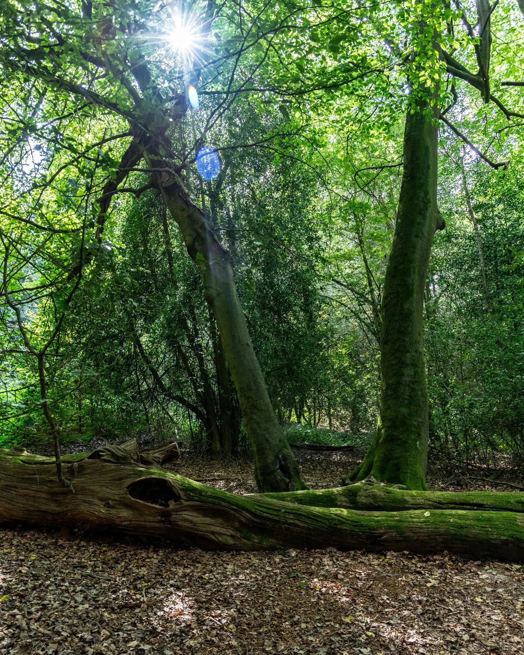 large, thick green trees in the middle of a forest