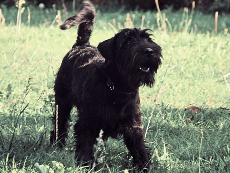 a brown and black dog standing in some green grass