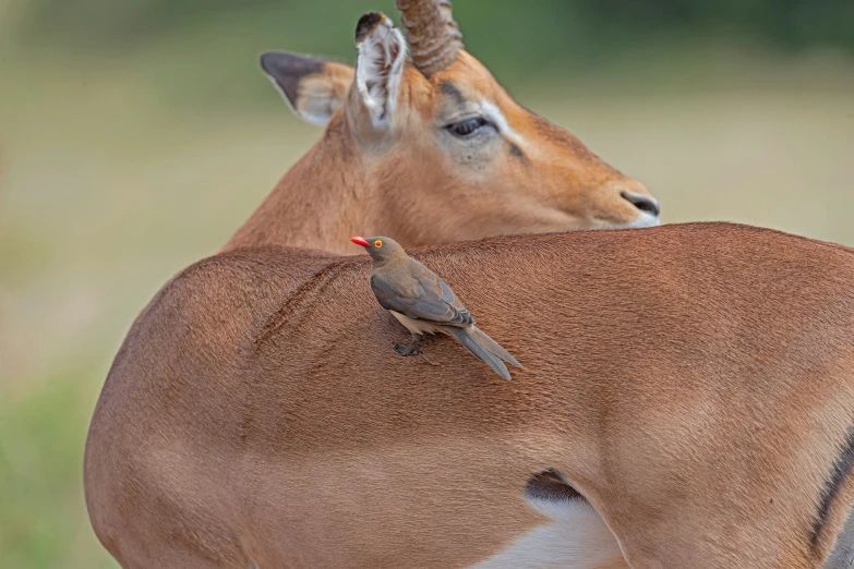 a small bird is standing on the back of a deer's head