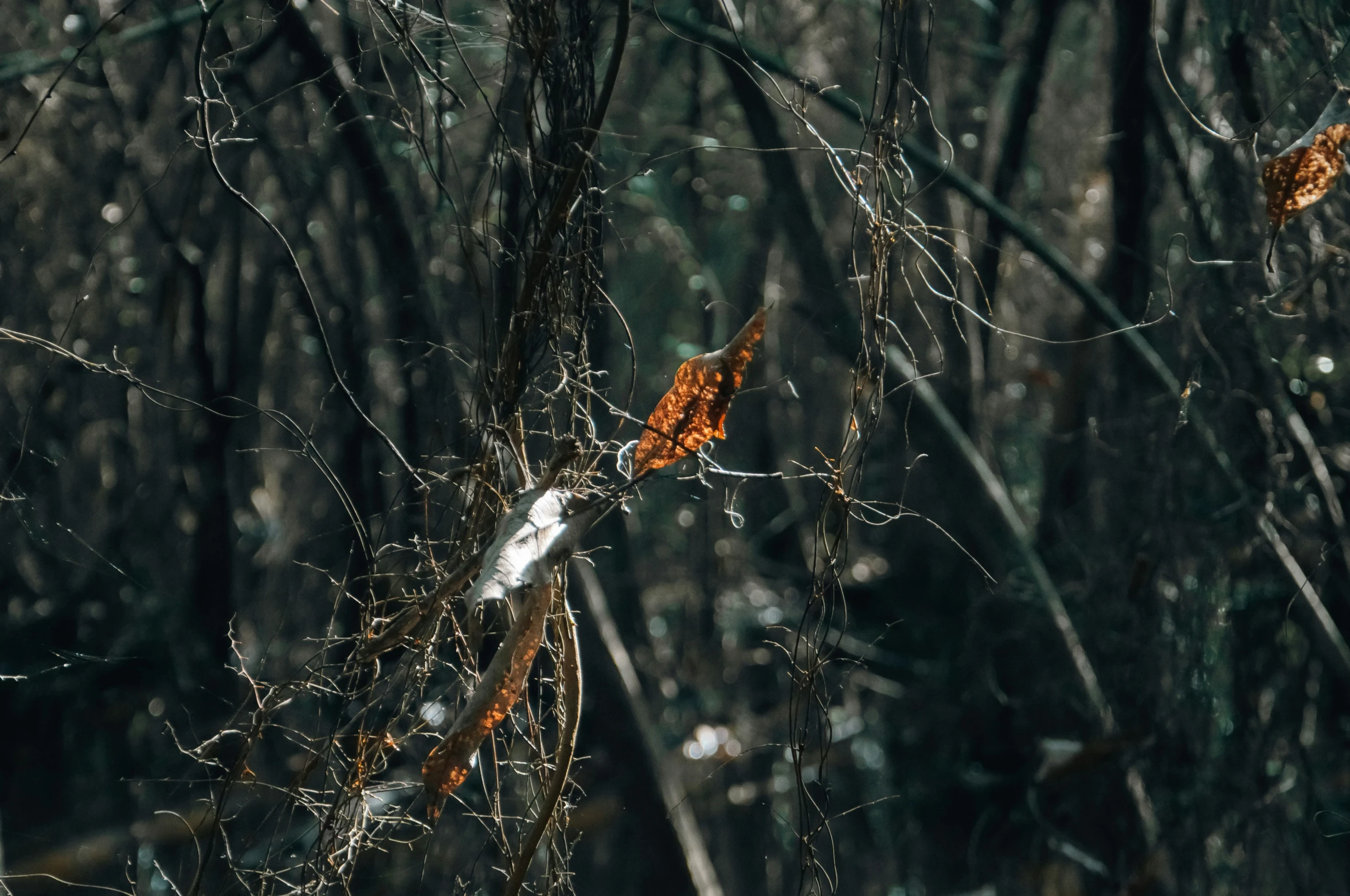 a view of a forest through some nches